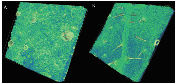 1617255035338815.jpg 黃瓜222.jpg